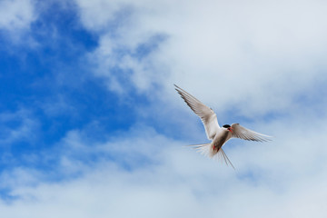 Arctic tern on white background - blue clouds. Iceland