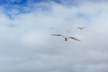 Arctic tern on white background - blue clouds. Iceland