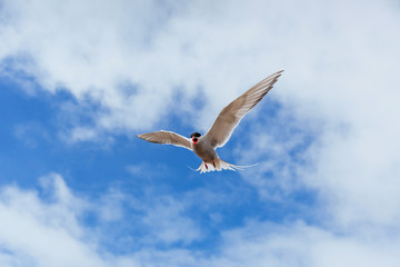 Arctic tern on white background - blue clouds. Iceland