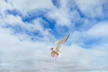  Arctic tern on white background - blue clouds. Iceland