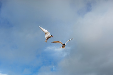 Arctic tern on white background - blue clouds. Iceland