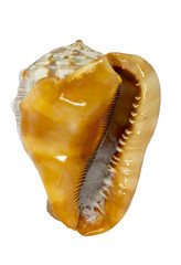 Shell (Cypraecassis Rufa) - Bull Mouth Helmet -  marine gastropod © Vladislav Gajic
