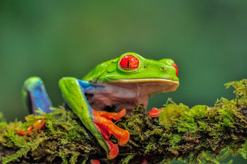 Red-eyed Leaf Frog