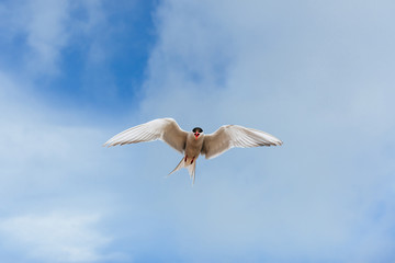  Arctic tern on white background - blue clouds. Iceland