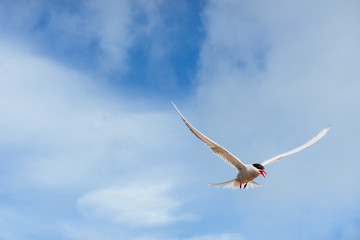  Arctic tern on white background - blue clouds. Iceland