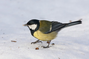Big tit, nice colorful bird, eating on snow close-up. Bird in wildlife.