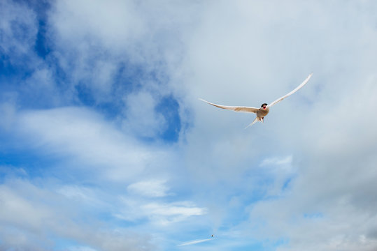  Arctic tern on white background - blue clouds. Iceland