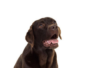 Chocolate brown female labrador  isolated in white