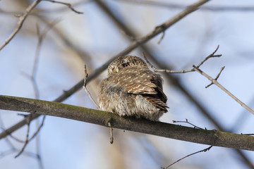 Eurasian pygmy owl, tiny and very cute nocturnal predator bird, sitting on branch close-up with blurred background. Back view. Bird in wildlife.