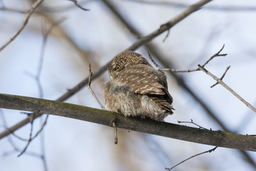 Eurasian pygmy owl, tiny and very cute nocturnal predator bird, sitting on branch close-up with blurred background. Back view. Bird in wildlife.