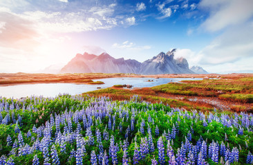 The picturesque landscapes forests and mountains of Iceland.