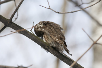 Eurasian pygmy owl, tiny and very cute nocturnal predator bird, sitting on branch and cleaning wings close-up with blurred background. Back view. Bird in wildlife.