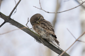 Eurasian pygmy owl, tiny and very cute nocturnal predator bird, sitting on branch and cleaning wings close-up with blurred background. Back view. Bird in wildlife.