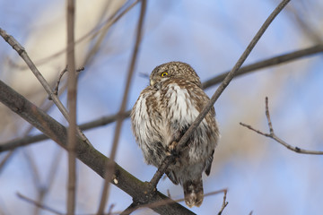 Eurasian pygmy owl, tiny and very cute nocturnal predator bird, sitting on branch close-up with blurred background. Bird in wildlife.