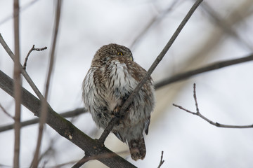 Eurasian pygmy owl, tiny and very cute nocturnal predator bird, sitting on branch close-up with blurred background. Bird in wildlife.