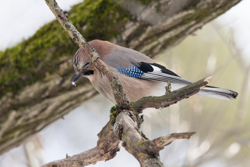 Eurasian jay sitting on branch and eating snow. Bird in wildlife.