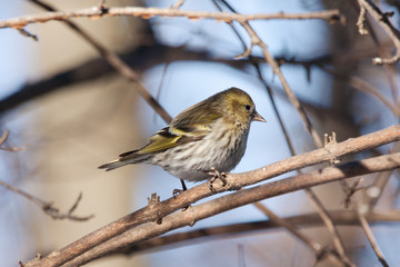 Eurasian siskin female, the beautiful yellow-black colorful bird, sitting on branch in winter landscape with blurred background, closeup. Bird in wildlife.