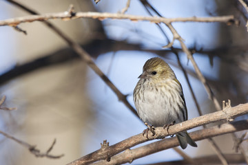 Eurasian siskin female, the beautiful yellow-black colorful bird, sitting on branch in winter landscape with blurred background, closeup. Bird in wildlife.