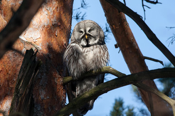 Great grey owl sitting on branch of pine tree and showing terrible and horrorful face. Bird in wildlife.