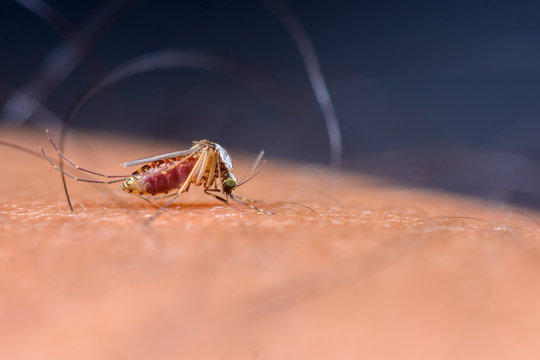 Mosquitoes sucking blood on the human skin.