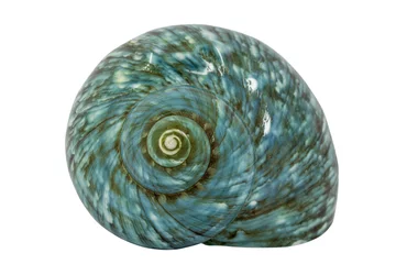 Poster Turquoise seashell © Vladislav Gajic
