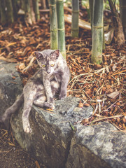 Cute little kitten sitting on the rocks in vintage style picture.