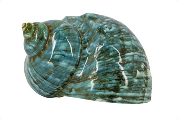 Turquoise seashell