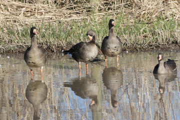 White fronted Goose