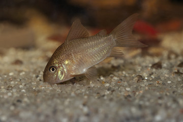 Corydoras polystictus searching for food