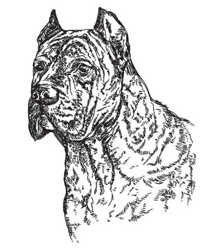 Dog head in profil vector hand drawing illustration