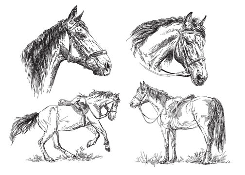 Set of vector hand drawing horses in black and white