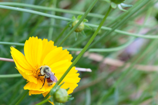 A yellow and orange bee on a yellow coreopsis flower