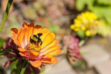 A bee feeding on a zinnia flower