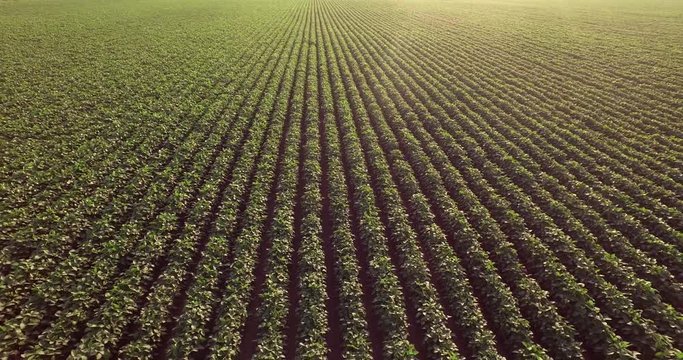 Aerial flight of soy rows