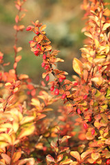 Barberry Branch. The Berries of Barberry.