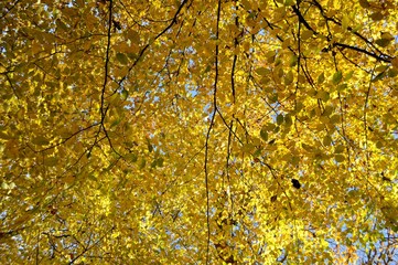 yellow canopy of autumnal leaves Essex UK