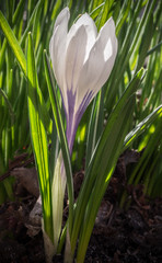 Early spring flowers - crocus. Selective focus.  (shallow DOF)