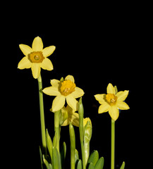 Ostern Blume - Narzisse auf schwarzem Hintergrund