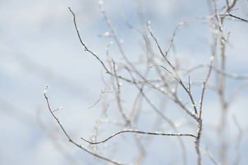 Grass covered with frost in the bitter cold.