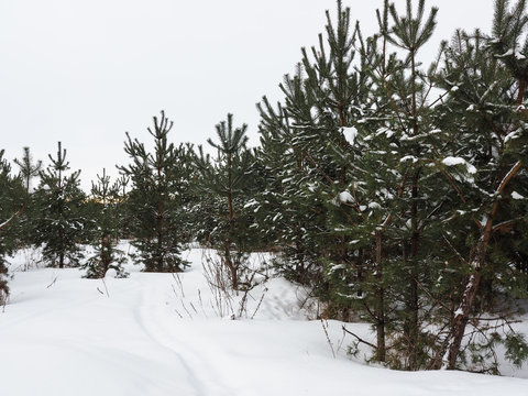  young pine trees in winter 