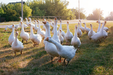 Geese in a village walk on the lawn