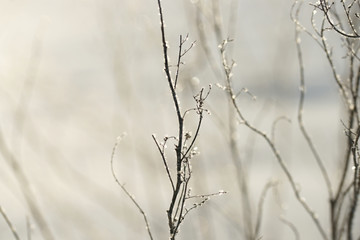 Grass covered with frost in the bitter cold.