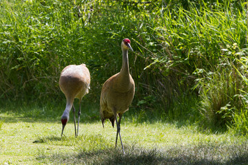 Sandhill Crane