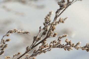 Grass covered with frost in the bitter cold.