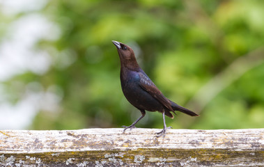 Brown headed Cowbird