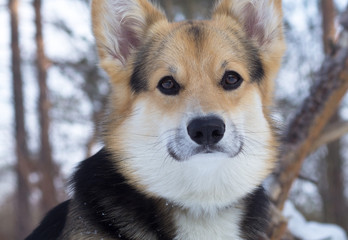 Welsh Corgi on a walk in the winter forest.
