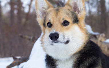 Welsh Corgi on a walk in the winter forest.