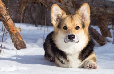 Welsh Corgi on a walk in the winter forest.