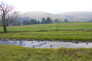 Sheep in field and stream