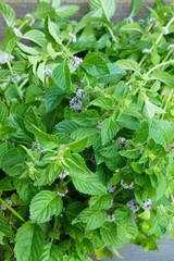 Fresh growing and flowering mint
